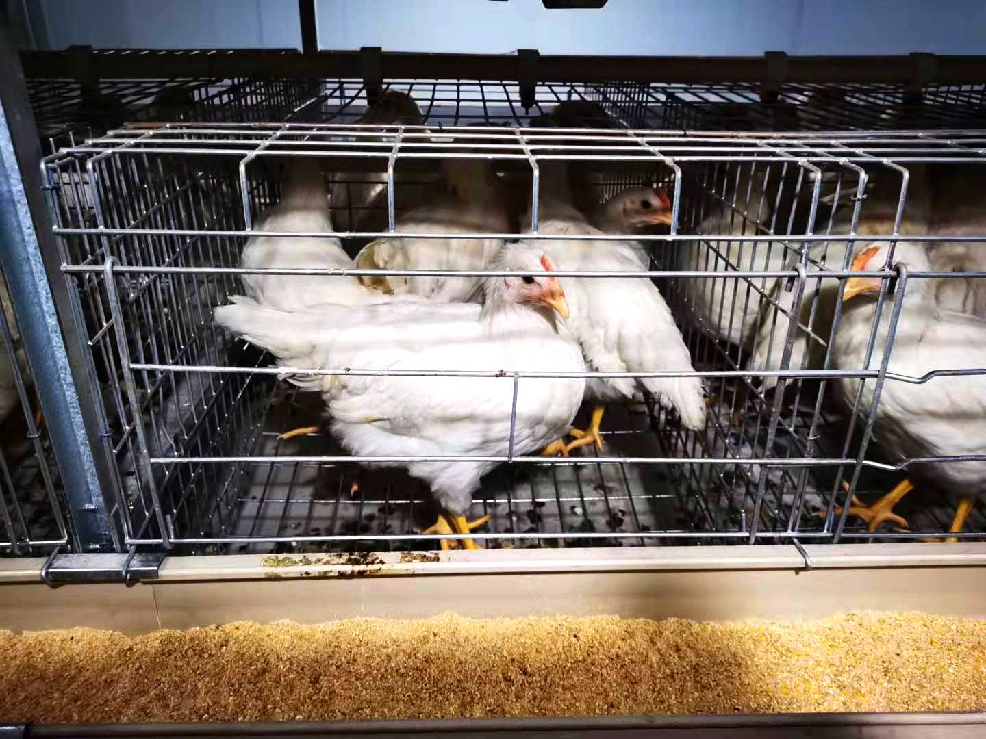 2021.10月重慶墊江四層小層疊蛋雞籠安裝現(xiàn)場-原圖片 (3).jpg