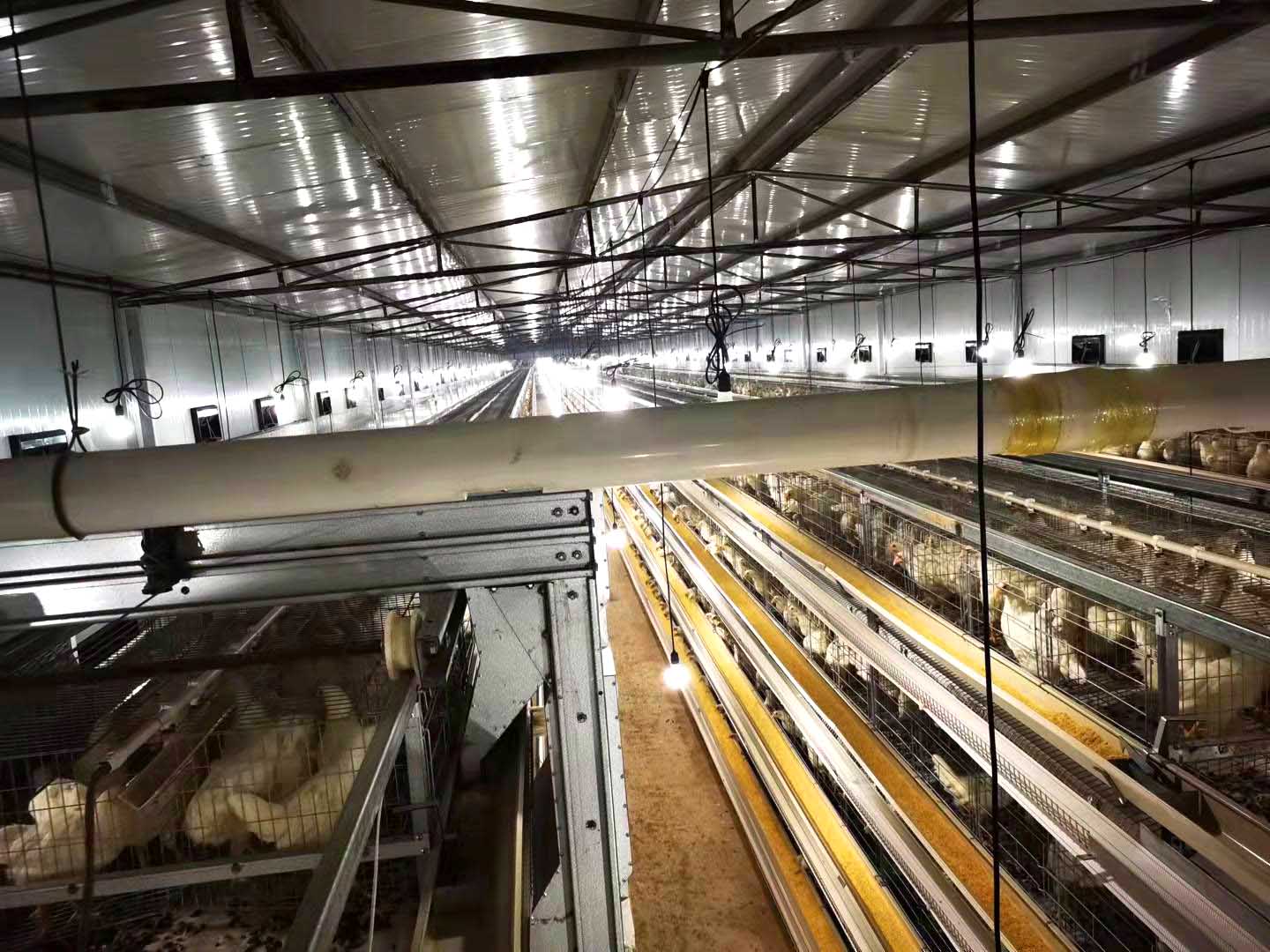 2021.10月重慶墊江四層小層疊蛋雞籠安裝現(xiàn)場-原圖片 (5).jpg