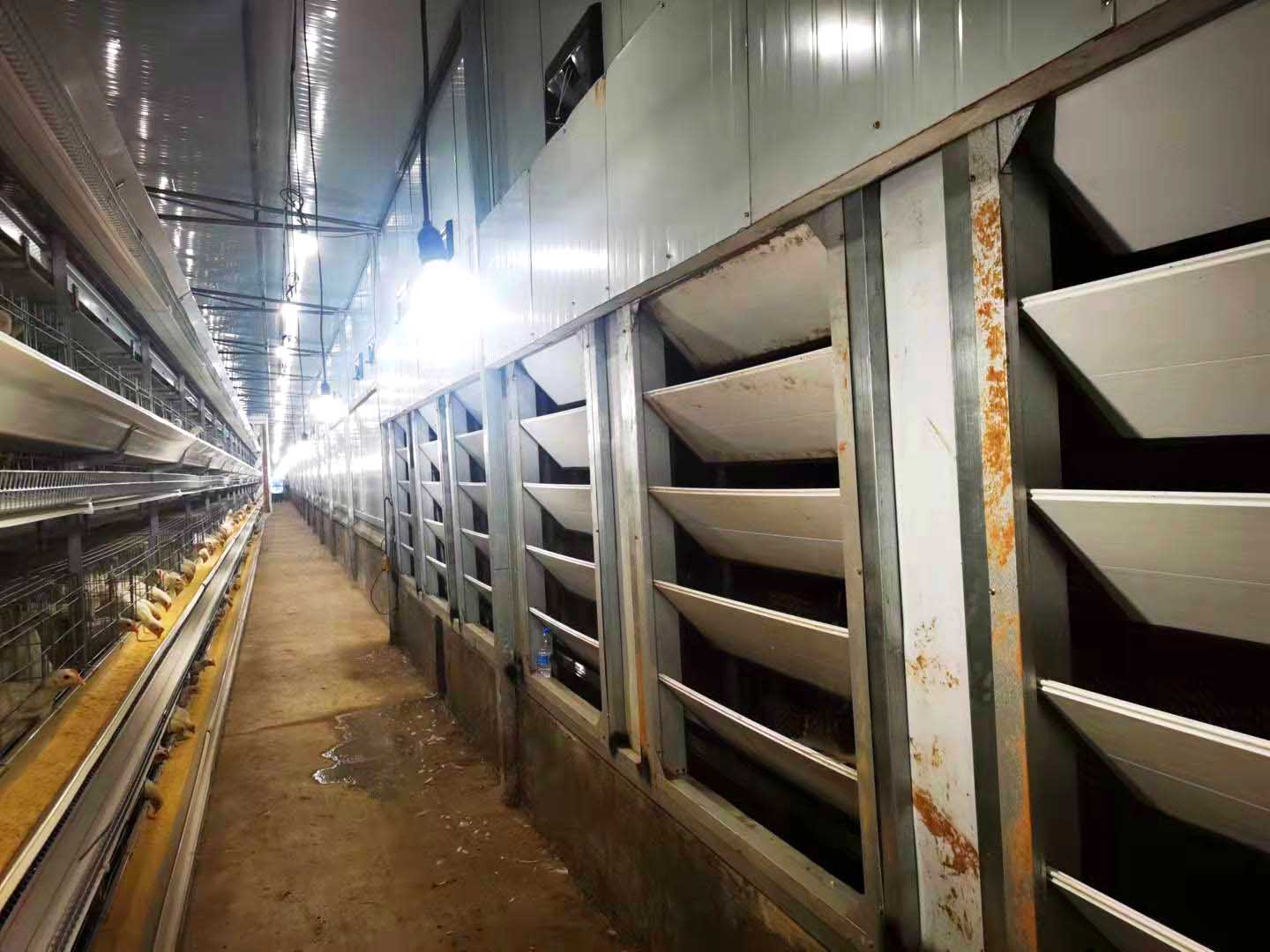 2021.10月重慶墊江四層小層疊蛋雞籠安裝現(xiàn)場-原圖片 (6).jpg