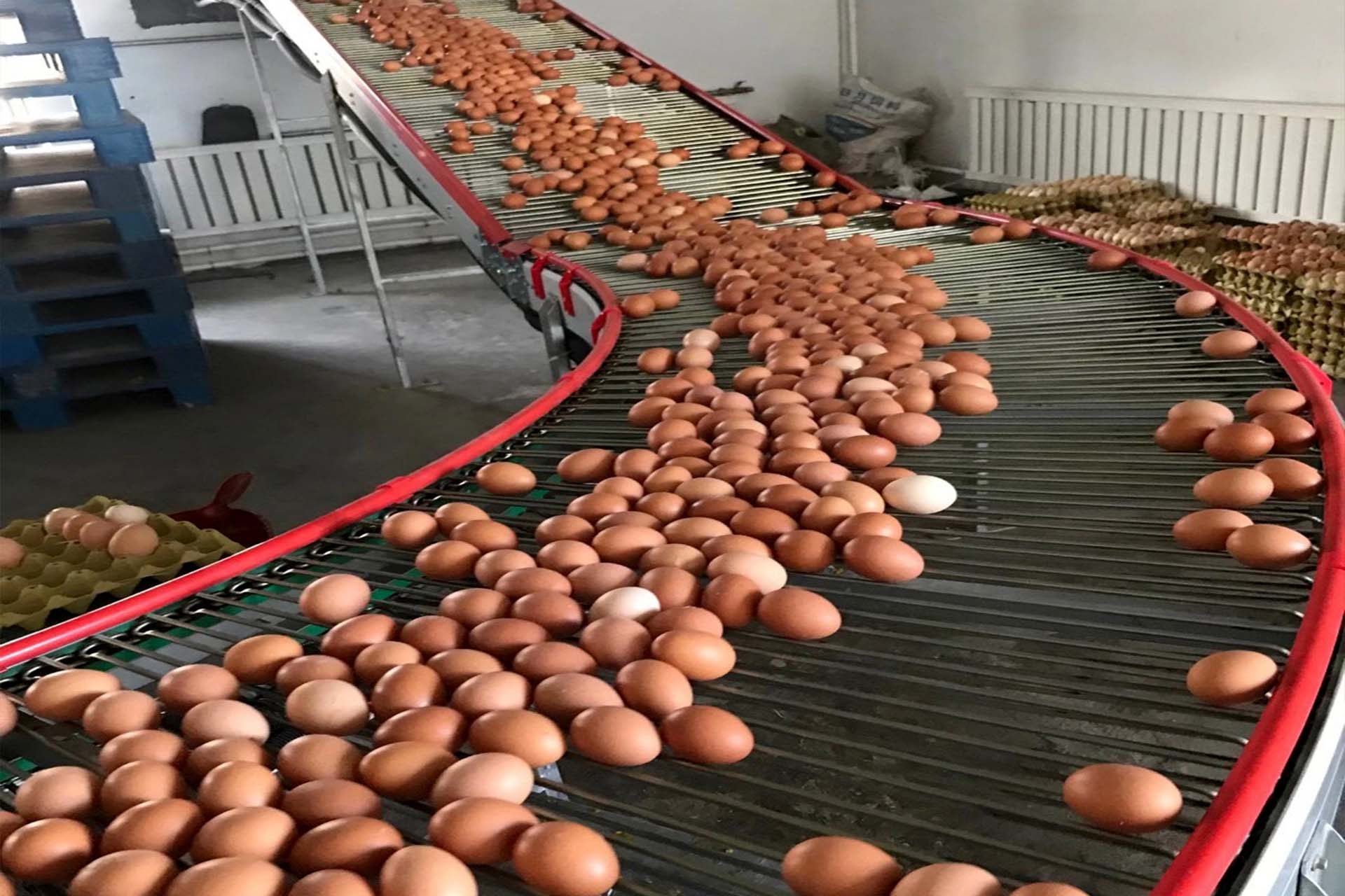 电梯式集蛋系统